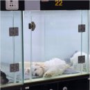 버디독강아지분양안심분양센터 - 김포시 김포한강4로 521 | 버디독강아지분양안심분양센터
