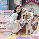 스타 반려견 교육센터 이미지