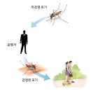 지카 바이러스 감염증[Zikavirus Infection]감염성 질환 이미지