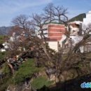 부산 구포동 당숲[ Japanese Hackberry of Gupo-dong, Busan , 釜山 龜浦洞 당숲 ]부산광역시 북구 구포동 이미지