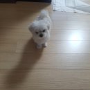 이소퍼피