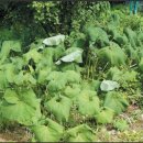 매산청풍영농조합법인 이미지