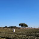 서광리-23 | 제주 오설록 이니스프리 하우스 실내 서귀포 가볼만한 곳 주차장