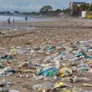 플라스틱 오염이 가장 심각한 해산물은? 이미지