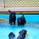 도기헤븐 이미지