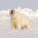 평균 470킬로.가장 거대한 식육목 북극곰, 2000년 허드슨만자료 이미지