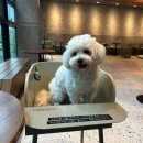 시크펫 그루밍 이미지