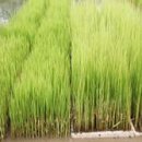 유기농 쌀 생산 볍씨 소독과 침종방법 이미지
