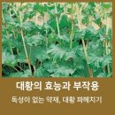 대황의 효능과부작용 이미지