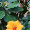 바우바우 이미지