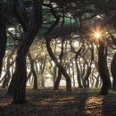 소나무풍경 이미지