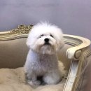 메르시 동물병원 이미지