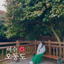 여수 섬 여행 오동도 동백꽃 봄바람 부는 용굴 feat. 주차 열차 포토존