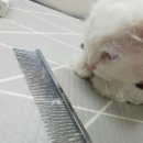 닥터김 동물병원 이미지