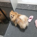 치즈 애견유치원&애견호텔 이미지