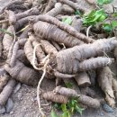 더덕 효능 이미지