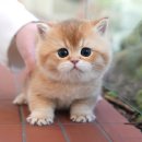 멍클레어 강아지분양 울산점 | 울산 경주 고양이 분양 미유펫 울산점의 입양 과정 공유!