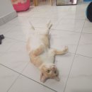 큐트아이스