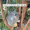 블루마운틴 | 시드니 블루마운틴 찐 오픈런 투어 후기