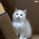 럭스 캐터리 이미지