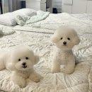 포도향기펜션