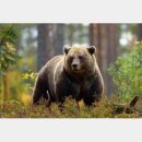북미(北美)에서도 인간을 공격하는 곰이 증가 「기후변동에 의한 “New Normal”로 생각해야」라고 연구자 이미지
