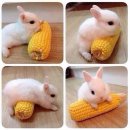 토끼