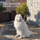 세븐일레븐 강릉교항점 | [강릉 애견동반 펜션] 컴페니언바이강릉 | 대형견 가능한 독채 숙소