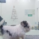 아지랑양이 이미지