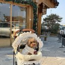 캣 | 노령견 개모차 추천 포로리 강아지 유모차 왓도그캣 후기