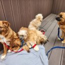 영천동물병원 이미지