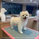 내개를부탁해
