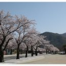 벚꽃주유소 이미지