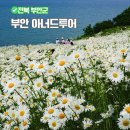 전도버스정류소 | 부안 당일치기 샤스타데이지 명소 변산마실길 아너드투어