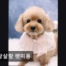 살랑살랑 펫미용 이미지