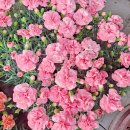 엘플라워 이미지