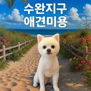 몽실몽실 애견미용 | 수완지구 애견미용 포메라니안 ‘포미’의 13mm 곰돌이컷 변신 후기 🐻