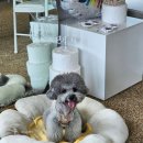 베리애견미용 이미지