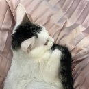 Hi 댕댕 이미지
