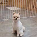 펫 뷰티살롱 이미지