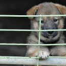 강생이네 이미지