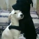 나귀당귀 | 켄시는 내 귀 책임져