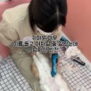 미용하냥 이미지