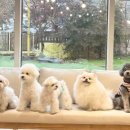 소풍애견미용 이미지