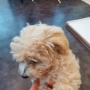 라니네 애견샵 이미지