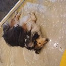 르라움 애견호텔 신암점 이미지