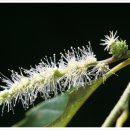 8월 11일 밤나무 (Korean chestnut) 이미지