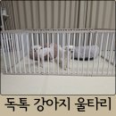 울타리 | 독톡 강아지 접이식 울타리 후기｜자석문이라 편하게 드나드는 강아지 안전문
