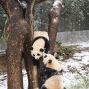 판다 이미지