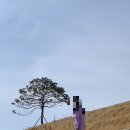 도개한정식 | [전라도 3박 4일 여행일지] 4일차 진도,신안_카페도개-진돗개만쥬&amp;반월도 퍼플섬&amp;명인집